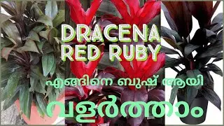 How To Grow Bussy DRACAENA Red Ruby. /Cordyline red Ruby