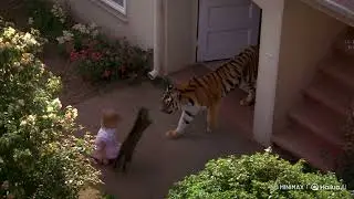 Unbelievable! Cat Saves Baby from Tiger Attack | CCTV Footage