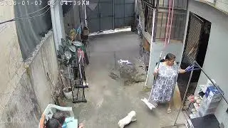 #loveanimals #careforanimals #respectanimals #rabbit #dogs #maltese #goldenretriever #cctv #views 
