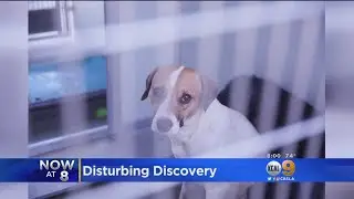Bank Robbery Investigation Leads Police To Home Full Of Dogs