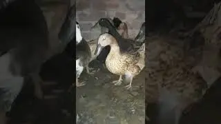 Thousands of ducks released to protect Thai rice fields from pests P837