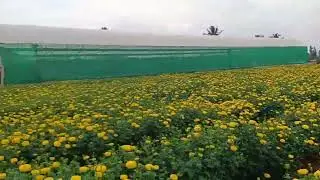 Baha Bagan New Santali Vlog Video Karma singh
