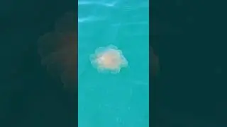 A Lion's Mane Jellyfish 😲 #shorts #animals #nature