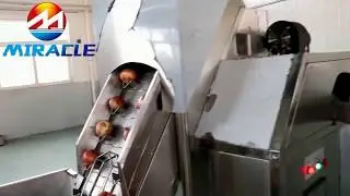Double beits onion peeling machine and onion roots cutting machine