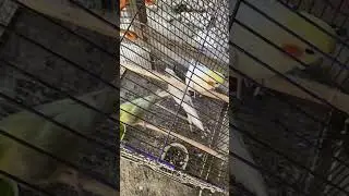 #viralvideo #birds #pkbirdsandanimals #birdspecies #pigeon #animalpak #bird #viral #animalpointpk