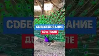 Знакомая ситуация? Сотрудник на собеседовании и на рабочем месте  #hr #собеседование #юмор #fun