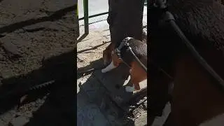 Beagle Chatuchak &middot;Who let this cute Beagle out? 🐾 Morning walk vibes! #shorts