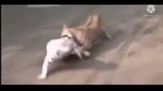 Lioness fights and defeats a tiger | Lion vs Tiger