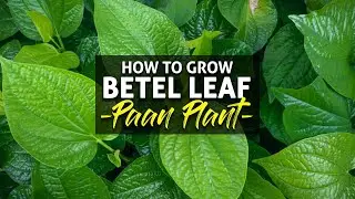 How to Grow Betel Leaf Paan Plant - Tips to grow paan plant at home - Growing pan through cuttings