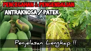 Cara mengatasi Busuk buah pepaya Karena jamur Antraknosa - Obat Jamur pada pepaya