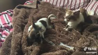 enjoy the treat. #cute #animals #pets #chihuahua #dog #animalworld #shorts