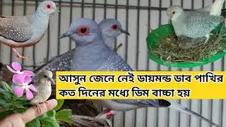 ডায়মন্ড ঘুঘু পাখি কত দিনে ডিম বাচ্চা করে / ডায়মন্ড ঘুঘু পাখি কিভাবে লালান পালন করতে হয় 2024 new