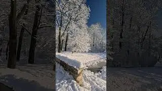 🏞️🧣Awesome White Trees with a Blue Sky😍❄️Winter Theme #explore #asmr #nature #garden #fairytale #spb