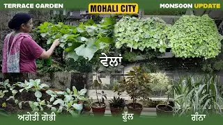 September Vegetable Gardening Guide | Terrace Gardening Tips | Urban Farming in Punjabi/Hindi