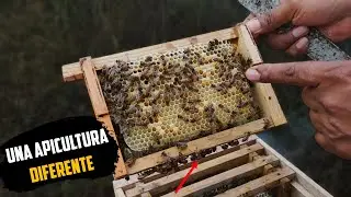 Minicolmenas de Abejas | para que sirve? 🐝