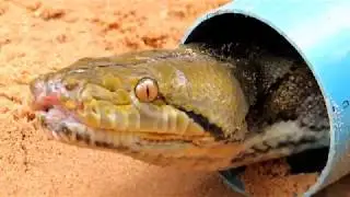 The First Creative DIY Snake Trap Using PVC Snare Trap That Work 100 By Smart Boy