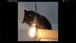 Cat is Muslim #cute #funny #animals #cat 