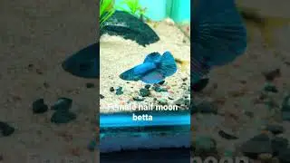 Female betta| betta with other fish