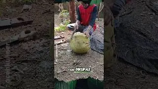 Kelapa Raksasa, Air Nya Melimpah #shorts #panen #kelapa