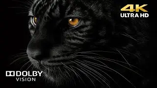 Fantastic Wildlife &ndash; Hidden Secrets of Nature in 4K