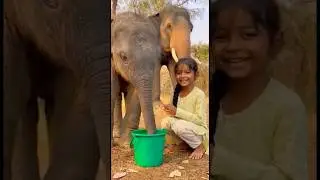 Baby elephant sprays water on little girl 😂🐘💦 | Cutest revenge ever 💛