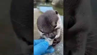 Little guy treated to fresh hokkaido scallop #otters  #luxurypets #rivercat