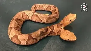 Two-headed snake causes a stir