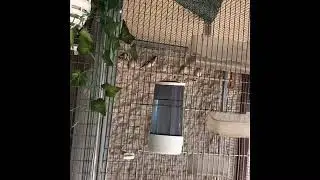Εκτροφη Καρδερινας Alexkourinio Carduelis Balkanika Breeding techniques 2