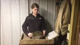 4-H Little Workshop: Rabbit Handling