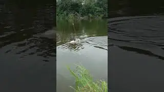 I caught the big fish🐟 Carp fishing🎣 Best fishing video #shorts #fishing