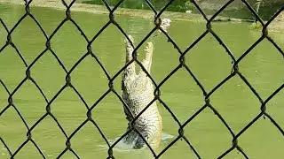 Crocodile's jaw popped