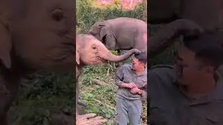 #lovableanimals #animals #elefant #shorts