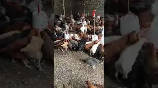 Improved Kienyeji chicken at seven weeks.
