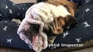 Reuben the Bulldog: Hard Working Dog