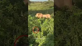 घोड़ा शेर से छुप नहीं सका | Lion vs Wild beast | #lion #horse #wildlife | #shorts