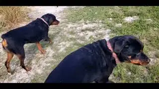Davis Island Dog Beach Tampa, Florida