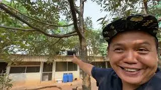 DURIAN TRAVELER ,POHON DURIAN KEBUN RB SERPONG MULAI BERBUGA