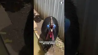 Cassowary 🦤 The Most Dangerous Bird on Earth!