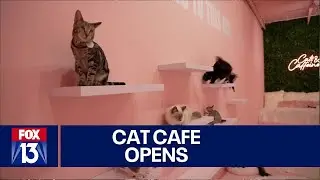 Florida cat caf&eacute; combines kittens and coffee