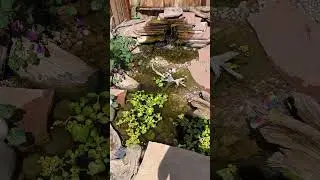 Opinions in the comments #pondbuilders #stitch #ponds #pondbuild #koipond
