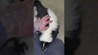 I DIDNT just GRAB  a BIG WILD SKUNK... momma skunk is a lady.. #pet #skunk #wild