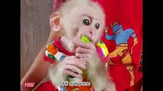 MONKEY YUU EATING APPLE