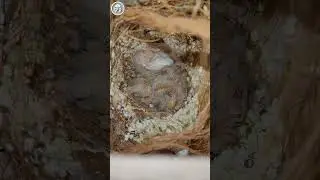 Cute finch babies #finch #babyfinch #babybudgie