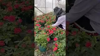 Beautiful rose flowers plants in the garden #rosecaring #rose #flower #garden (13/4)