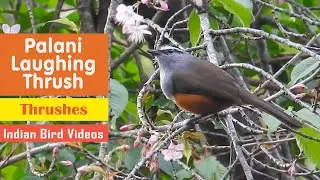 Palani laughingthrush (Montecincla fairbanki) - Palani Chilappan