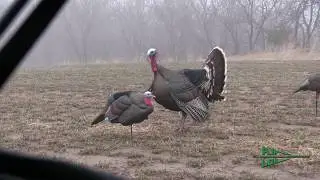 Incredible Early Archery Turkey Hunt in Nebraska