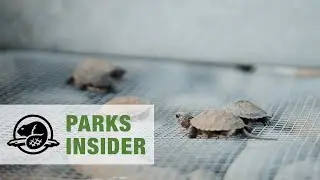 Blanding’s turtles in Kejimkujik National Park and National Historic Site