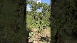 Browning hells canyon speed .300wm vs Water Bufallo #hunting #Short #buffalo
