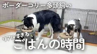 賢いボーダーコリー達のリアルすぎるごはんの時間