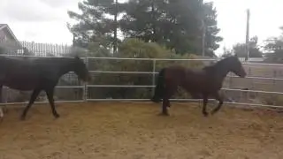 Chilean horse at Proven Spots Ranch